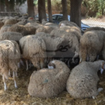 الأغواط: توقيف لصوص المواشي في حالة تلبس