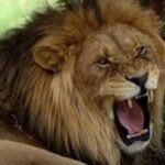 3 أسود تهاجم حارسا بحديقة الحيوانات وتفترسه في المنصورة بتلمسان