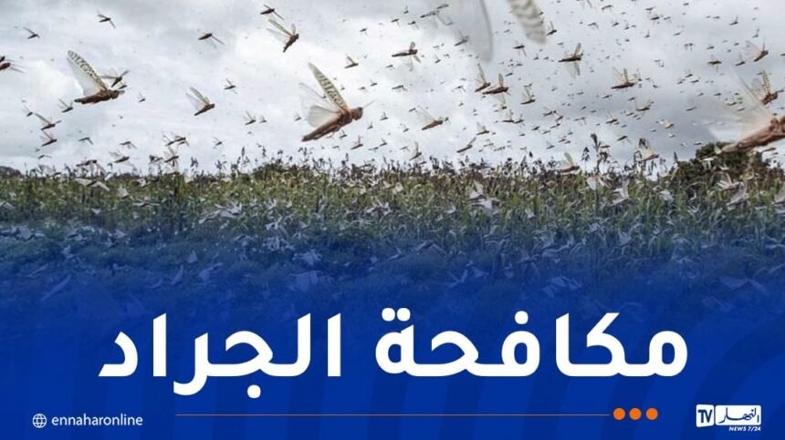 إجراءات إستباقية لمواجهة خطر الجراد