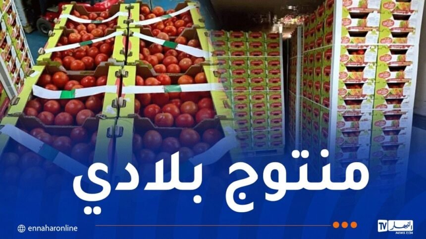 الوادي تصدير 20 طن من الطماطم الطازج لفرنسا