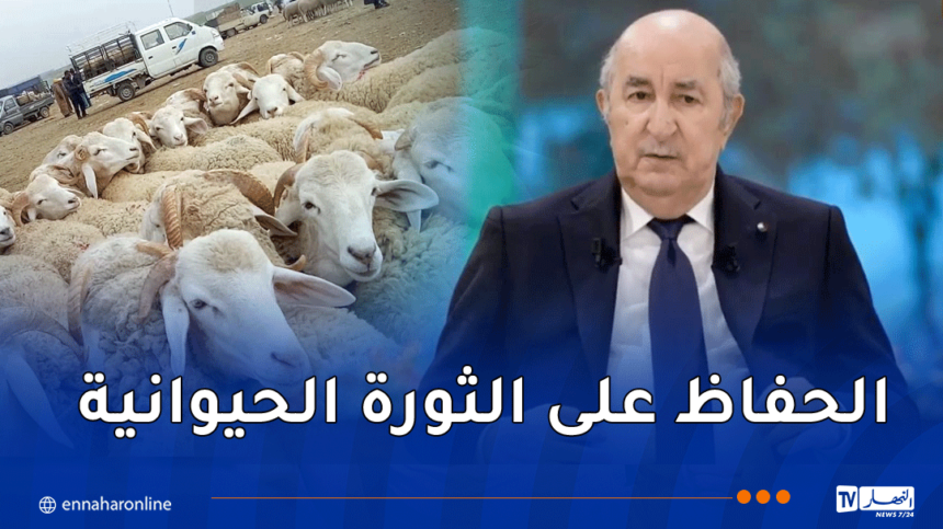 رئيس الجمهورية.. مجرد  التفكير في بيع الخروف بـ 17 مليون سنتيم بالنسبة لي حرام