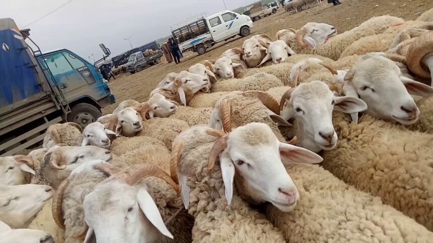 رئيس الجمهورية.. مجرد  التفكير في بيع الخروف بـ 17 مليون سنتيم بالنسبة لي حرام