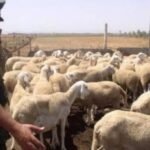 سعيدة: الدرك يسترجع 22 راسا من المواشي وتوقيف 4 أشخاص