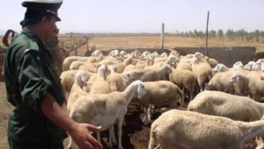 سعيدة: الدرك يسترجع 22 راسا من المواشي وتوقيف 4 أشخاص