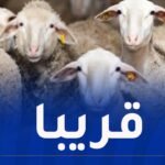 هذا موعد إستقبال رؤوس الماشية المستوردة للعيد