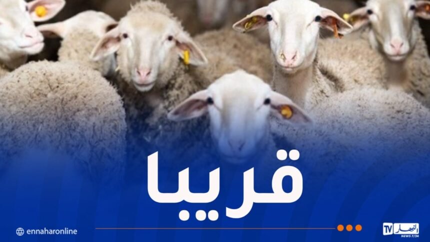 هذا موعد استقبال رؤوس الماشية المستوردة للعيد