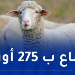 هذا هو سعر الخروف الإسباني