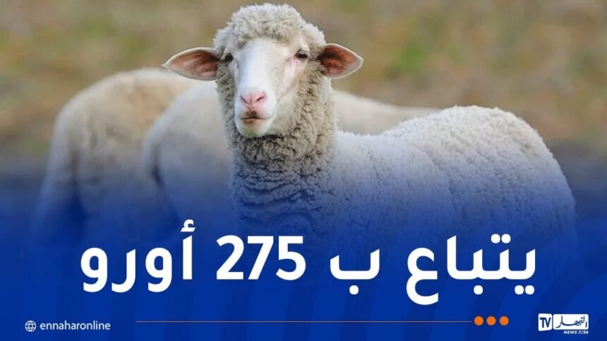 هذا هو سعر الخروف الإسباني