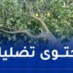 ولاية البليدة تنفي صحة فيديو مشبوه وتؤكد الإلتزام بحماية الأراضي الفلاحية