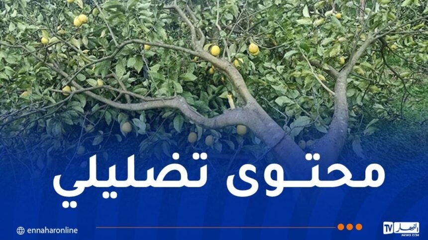 ولاية البليدة تنفي صحة فيديو مشبوه وتؤكد الإلتزام بحماية الأراضي الفلاحية