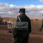العاصمة : وضع حد لسارقي الماشية و استرجاع 117 رأس غنم مسروقة