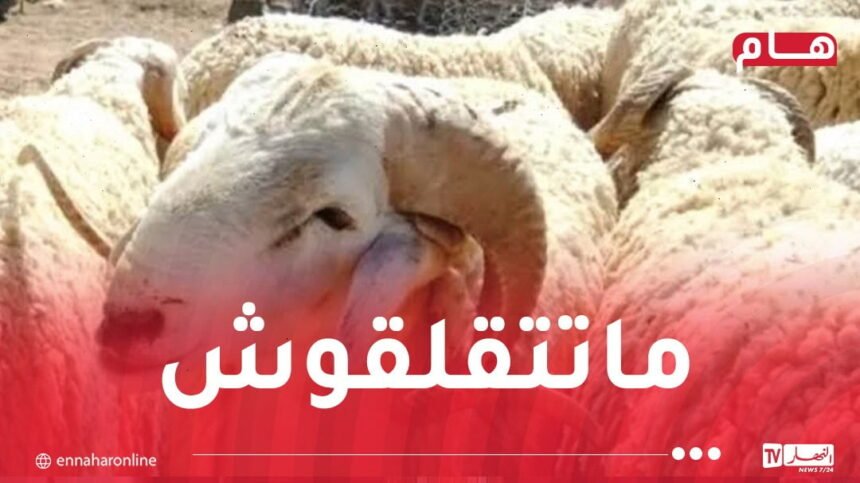 الحكومة تُطلق مخططًا لاستيراد وتوزيع أضاحي العيد