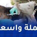 إطلاق حملة تلقيح واسعة ضد داء الكلب والحمى القلاعية للأبقار