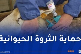 إنطلاق حملة تلقيح المواشي من الحمى القلاعية نهاية أفريل