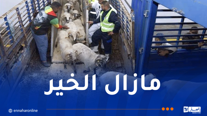 استيراد الأضاحي.. خطوة لتعزيز الكرامة وتثبيت الأمن الغذائي