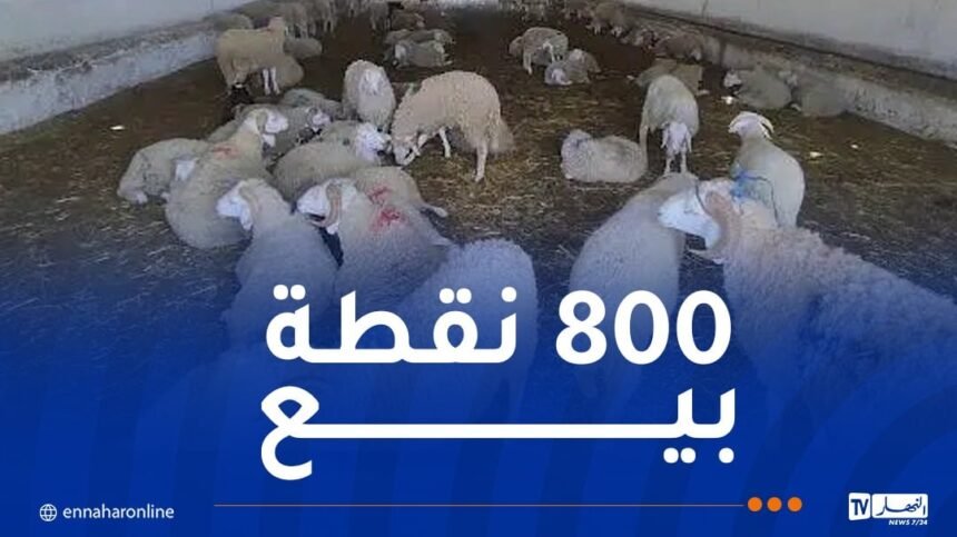 الجزائرية للحوم الحمراء: إنطلاق عملية بيع الأضاحي بداية من الأسبوع المقبل