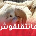 الحكومة تُطلق مخططًا لاستيراد وتوزيع أضاحي العيد