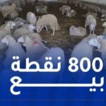 الشركة الجزائرية للحوم الحمراء: إنطلاق عملية بيع الأضاحي بداية من الأسبوع المقبل