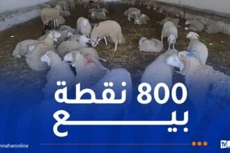 الشركة الجزائرية للحوم الحمراء: إنطلاق عملية بيع الأضاحي بداية من الأسبوع المقبل