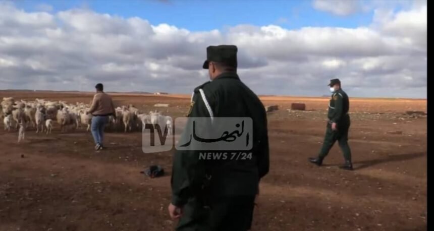 العاصمة : وضع حد لسارقي الماشية و استرجاع 117 رأس غنم مسروقة