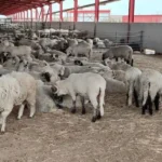 تحديد سعر أضحية العيد المستوردة بـ4 ملايين سنتيم