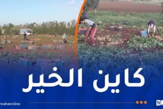 ردا على المضاربين.. إنطلاق عملية جني البطاطا بمستغانم