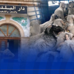 فتح التسجيلات بالبلديات لاقتناء الأضاحي المستوردة والأولوية لهذه الفئة