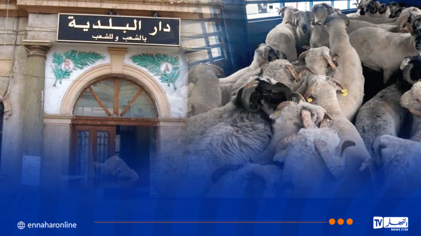 فتح التسجيلات بالبلديات لاقتناء الأضاحي المستوردة والأولوية لهذه الفئة