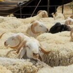 مؤسسات وهيئات عمومية تشرع في عملية التسجيل لاقتناء أضاحي العيد لموظفيها 