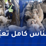 هذه طُرق بيع الأضاحي المستوردة