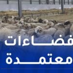 هذه نقاط البيع المعتمدة لبيع الأضاحي المستوردة ببومرداس
