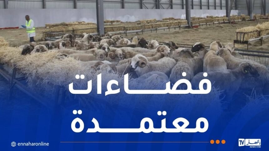 هذه نقاط البيع المعتمدة لبيع الأضاحي المستوردة ببومرداس