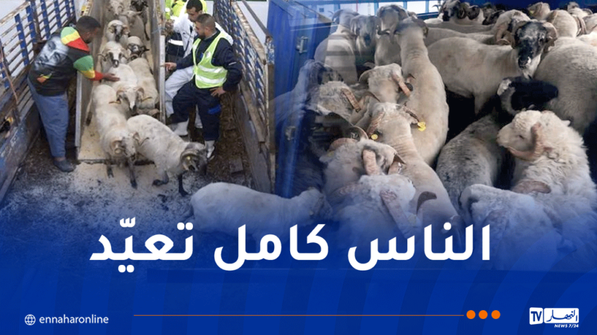 هكذا تباع الأضاحي المستوردة