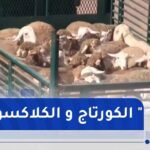هكذا خرجت شاحنات نقل المواشي المستوردة من ميناء تنس