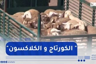 هكذا خرجت شاحنات نقل المواشي المستوردة من ميناء تنس