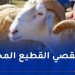 وزير الفلاحة: حصة كل ولاية من المواشي سيتم وفقا للكثافة السكانية