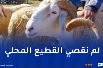 وزير الفلاحة: حصة كل ولاية من المواشي سيتم وفقا للكثافة السكانية