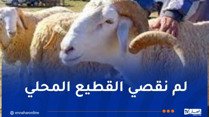 وزير الفلاحة: حصة كل ولاية من المواشي سيتم وفقا للكثافة السكانية