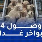 وصول 15 ألف كبشا من رومانيا مساء غد