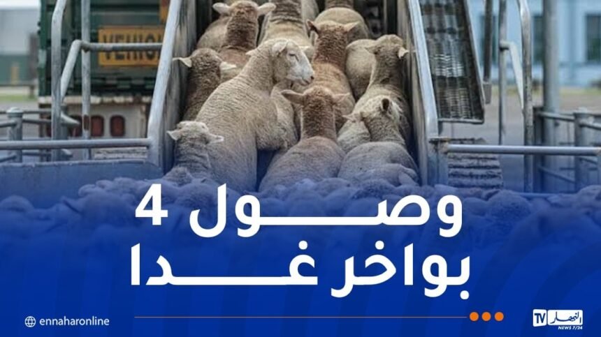 وصول 15 ألف كبشا من رومانيا مساء غد