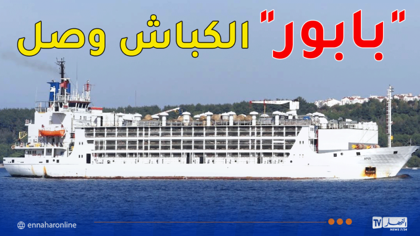 وصول أوّل باخرة محملة بأضاحي العيد من رومانيا إلى ميناء الجزائر