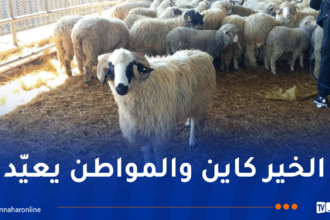 154 ألف كبش مستورد تصل موانئ الجزائر بداية من الثلاثاء إلى الجمعة