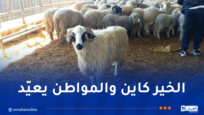 154 ألف كبش مستورد تصل موانئ الجزائر بداية من الثلاثاء إلى الجمعة