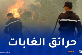 35 درون لتأمين الغابات.. 150 مليون غرامة والمؤبد للمتسببين في إحراقها