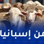 8 آلاف رأس غنم مستوردة تصل إلى ميناء الجزائر