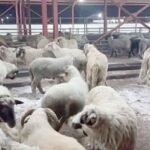 الأغواط.. بيع الأضاحي المستوردة للمواطنين مباشرة وبدون وساطة .. بهذه الشروط 