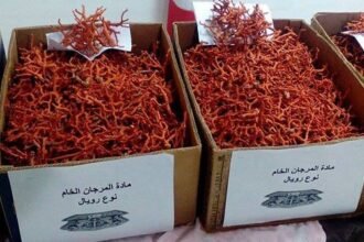 الإطاحة بشبكة إجرامية تُتاجر في المرجان حجز قرابة 5 كلغ بالطارف