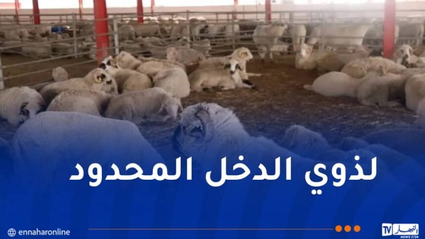 الدخل أقل من “5 ملايين”.. إعلان هام للراغبين في إقتناء أضاحي العيد المستوردة