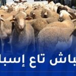 الشلف: وصول أكثر من 13 ألف رأس من الأضاحي الإسبانية