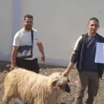 الطارف.. انطلاق بيع الأضاحي المستوردة للمواطنين بهذه الشروط